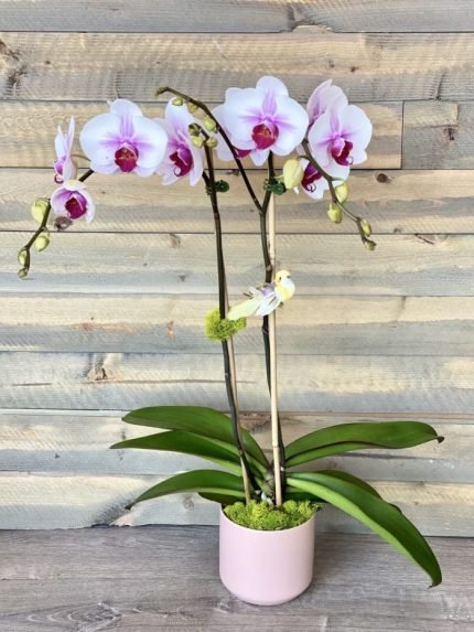 AN ORCHID