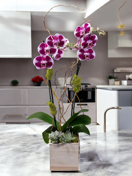 WHITE ORCHID AND SUCCULENTS