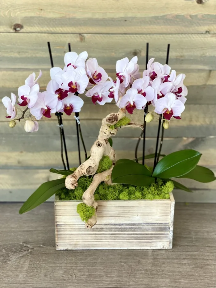 RUSTIC20DOUBLE20ORCHID
