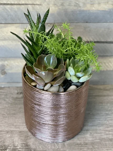 SUCCULENTS IN A ROSE GOLD CERAMIC CONTAINER