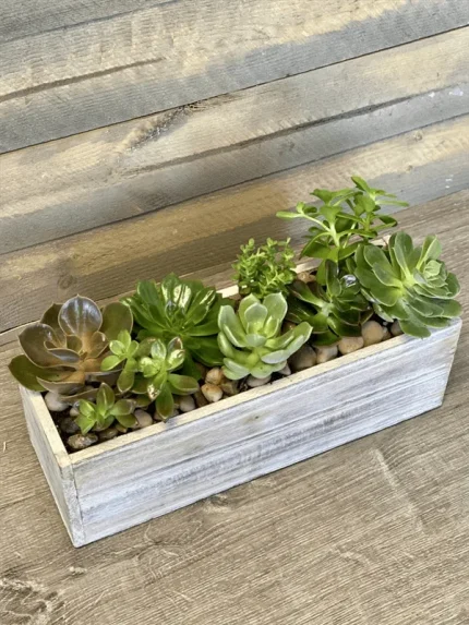 SUCCULENTS PLANTS