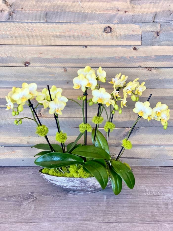 WARMTH ORCHID