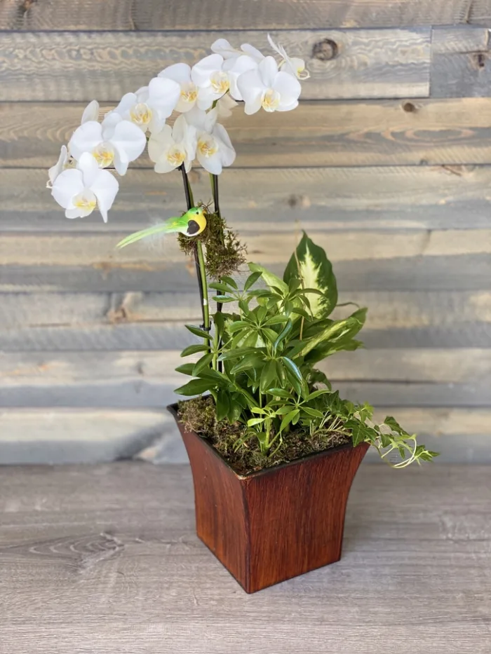 WHITE20ORCHID20DISH20GARDEN.webp