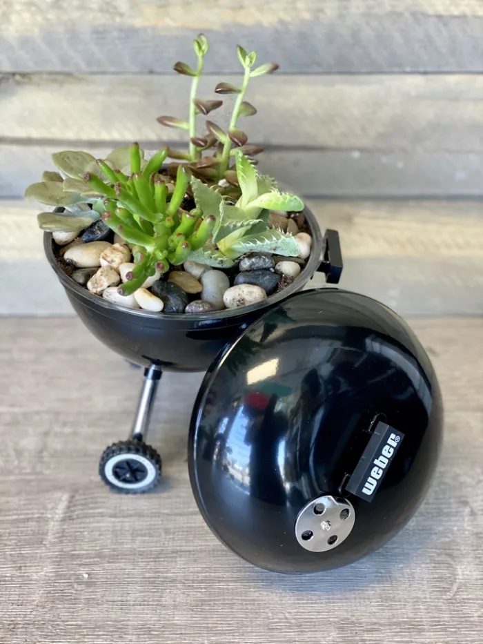 Grilled Succulents