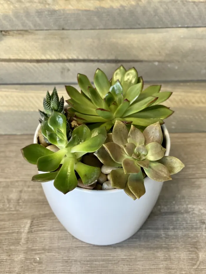 succulent ceramic potted