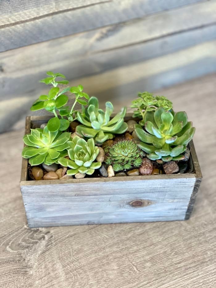 succulents
