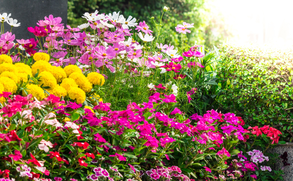 Flower Colors