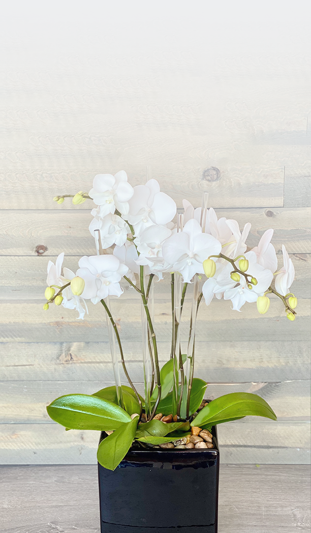 Plants-and-Botanicals