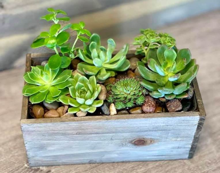 Indoor plants